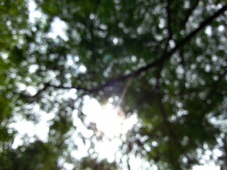 Abstract bokeh background of sunlight under the treeの写真素材