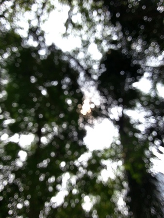 Abstract bokeh background of sunlight under the treeの写真素材