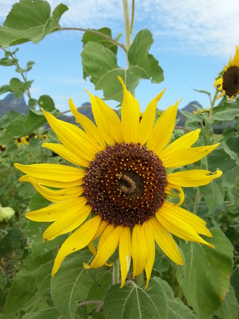 Beautiful sunflower with worm and blue skyの写真素材