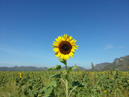 Beautiful sunflower field and blue skyの写真素材