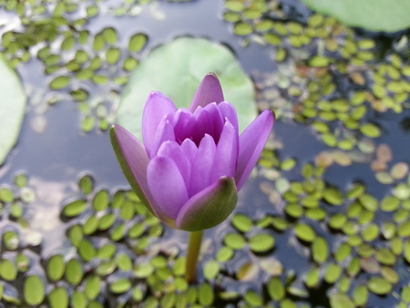 Lotus Flower beautiful flowers in Thailandの写真素材