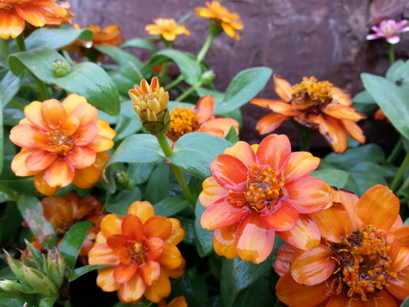 This photo of beautiful flower in nature of Thailandの写真素材
