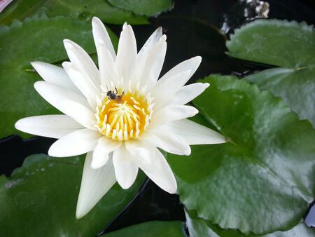 Lotus Flower, This a photo of beautiful lotus flower in nature Thailandの写真素材