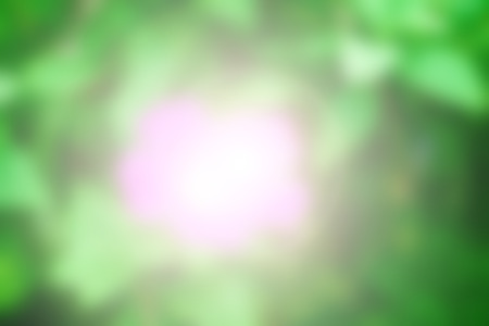 Blurred Beautiful Flower, Naturally beautiful flowers in the gardenの写真素材