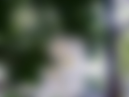 Blurred Naturally beautiful flowers in the gardenの写真素材