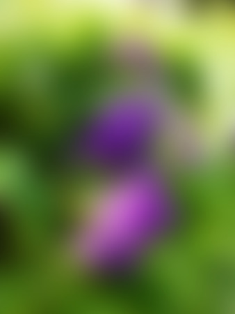 Blurred Naturally beautiful flowers in the gardenの写真素材