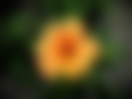 Blurred Naturally beautiful flowers in the gardenの写真素材