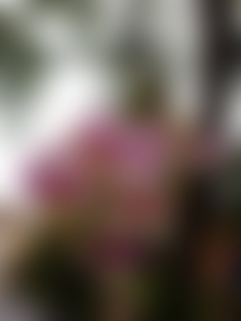 Blurred Naturally beautiful flowers in the gardenの写真素材