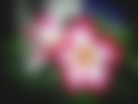 Blurred Naturally beautiful flowers in the gardenの写真素材