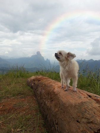 Cute dog relax at the mountain with rainbowの写真素材
