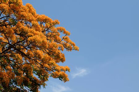 Peacock Flower on sky background