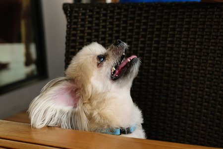 The Dog face upward on the chair