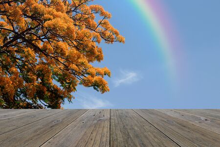 Wood terrace and Peacock Flower on sky background with Rainbowの写真素材
