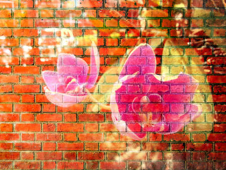 Orchid Flower on Red Brick wall texture backgroundの写真素材