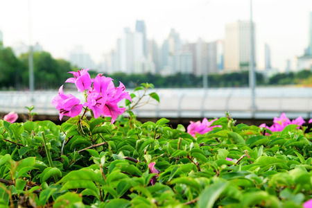 Bougainvillea flowers on park background