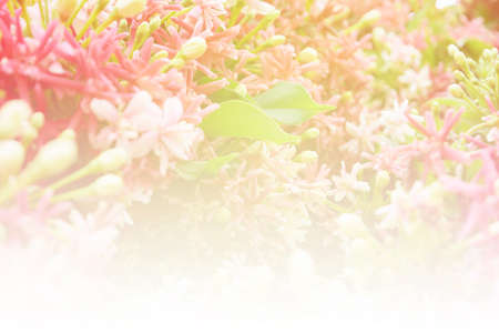 Beautiful flowers soft focus and bright light pink color tone filtered backgroundの写真素材