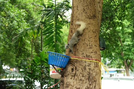 Squirrel running to food on treeの写真素材