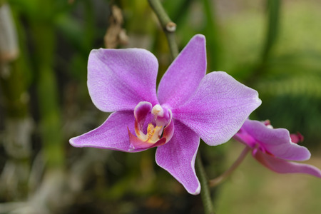 Beautiful Orchid Flower, Naturally beautiful flowers in the gardenの写真素材