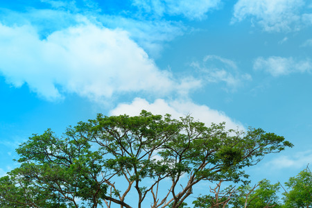 Big tree on sky backgroundの写真素材