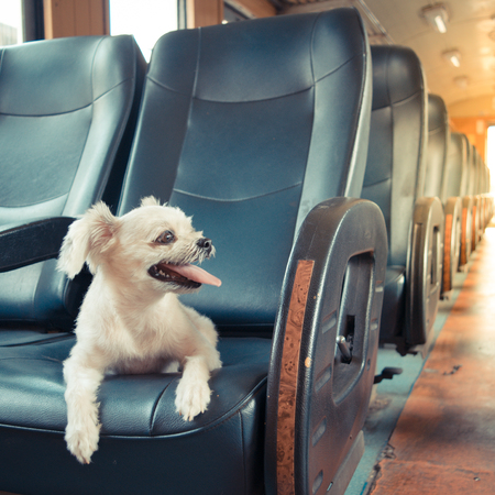The cute Dog on the train, Vintage styleの写真素材