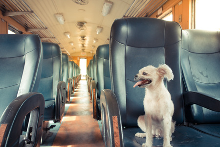 The cute Dog on the train, Vintage styleの写真素材