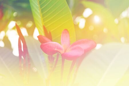 Beautiful Plumeria Flower, Naturally beautiful flowers in the garden soft focus and bright light color tone filtered backgroundの写真素材