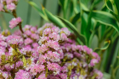 Beautiful purple flower, Naturally beautiful flowers in the garden