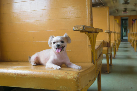 The cute Dog on the trainの写真素材