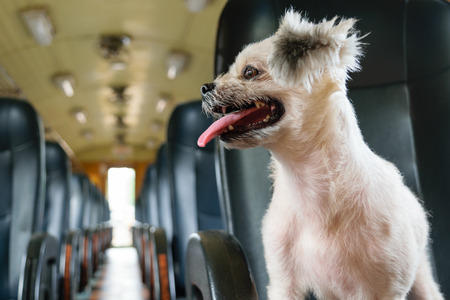 The cute Dog on the trainの写真素材