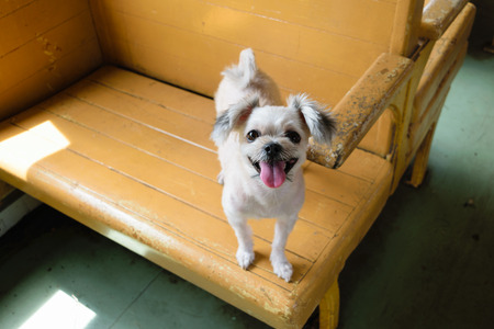 The cute Dog on the trainの写真素材