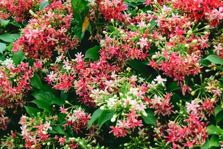 Beautiful Rangoon Creeper Flower, Naturally beautiful flowers in the gardenの写真素材
