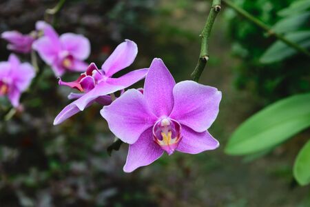 Beautiful Orchid Flower, Naturally beautiful flowers in the gardenの写真素材