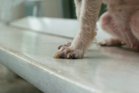 The cute Dog foot on the chairの写真素材