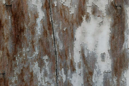 Wood texture background surface natural color