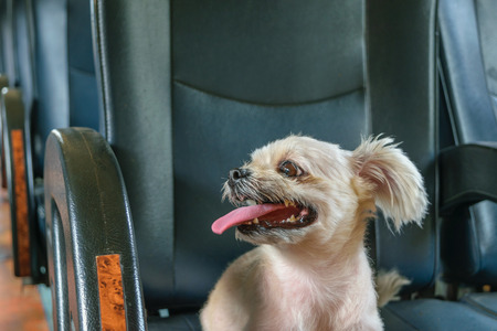 The cute Dog on the trainの写真素材