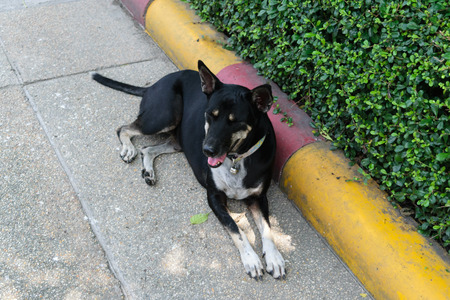 Thai black dog on the roadの写真素材