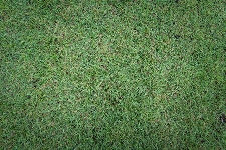 Grass texture background surface natural color