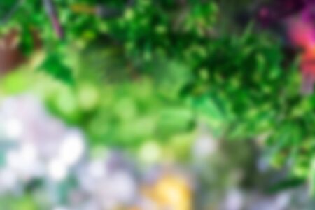 Blurred of Christmas tree decoration for merry christmas Xmas and happy new yearの写真素材