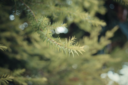 Plant green tree background surface natural color with bokeh