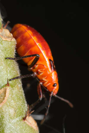 Macro of bug insect orange color focus at eye close up on the leave in nature