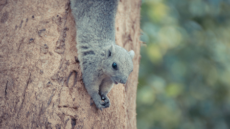 Squirrel is member of the family Sciuridae, Squirrel holding onto a tree branch. , process in vintage styleの写真素材