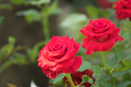 Beautiful red rose flower, Naturally beautiful flowers in the gardenの写真素材