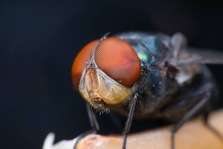 Macro of fly insect close up on the branch in nature