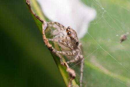 Macro of spider insect focus at eye close up on the leave in nature