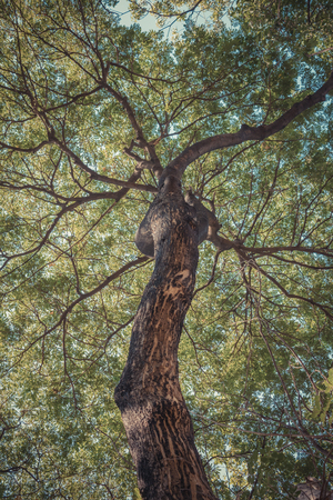 Under the Big tree uprisen angle to top, Naturally beautiful tree in the garden , process in vintage...