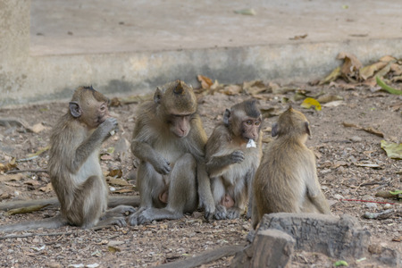 Monkey is a mammal sitting on the ground in Thai forest nature