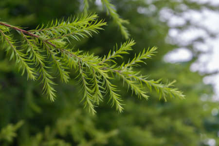 Beautiful pine tree leaf green color, Naturally beautiful plant in the forest