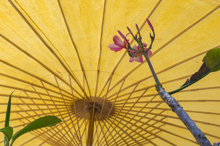 Umbrella traditional vintage style under viewの写真素材