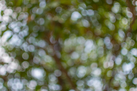 Abstract bokeh sunlight and tree background of nature in green color