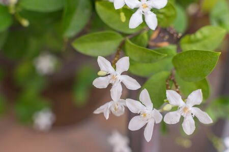 Beautiful white flower, Naturally beautiful flowers in the garden